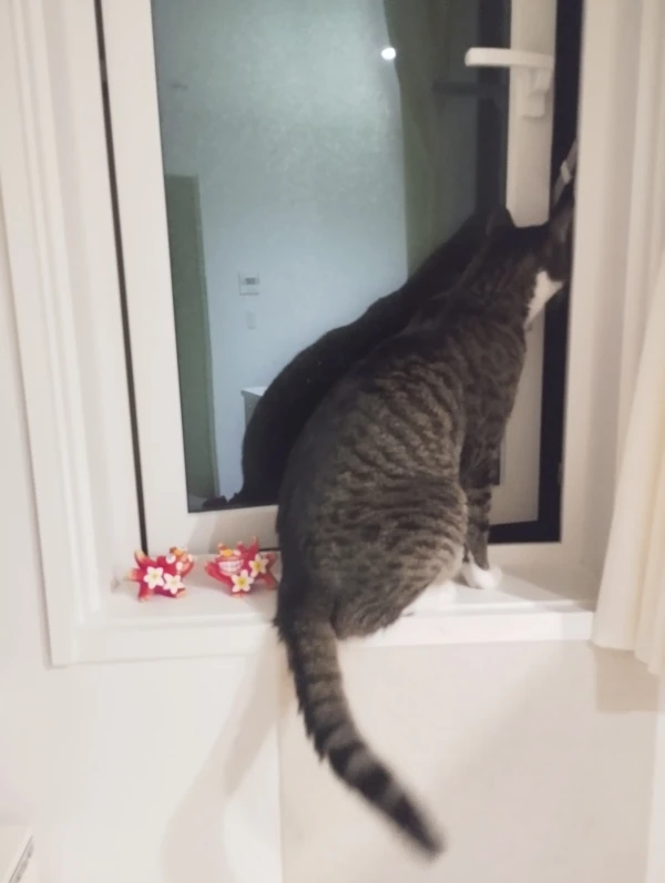 平屋の窓事情。せっかくの平屋も外からの視線を考えると、ハニカムシェードを締め切ったまま。そこで一つの提案です